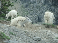 Herd of Goats